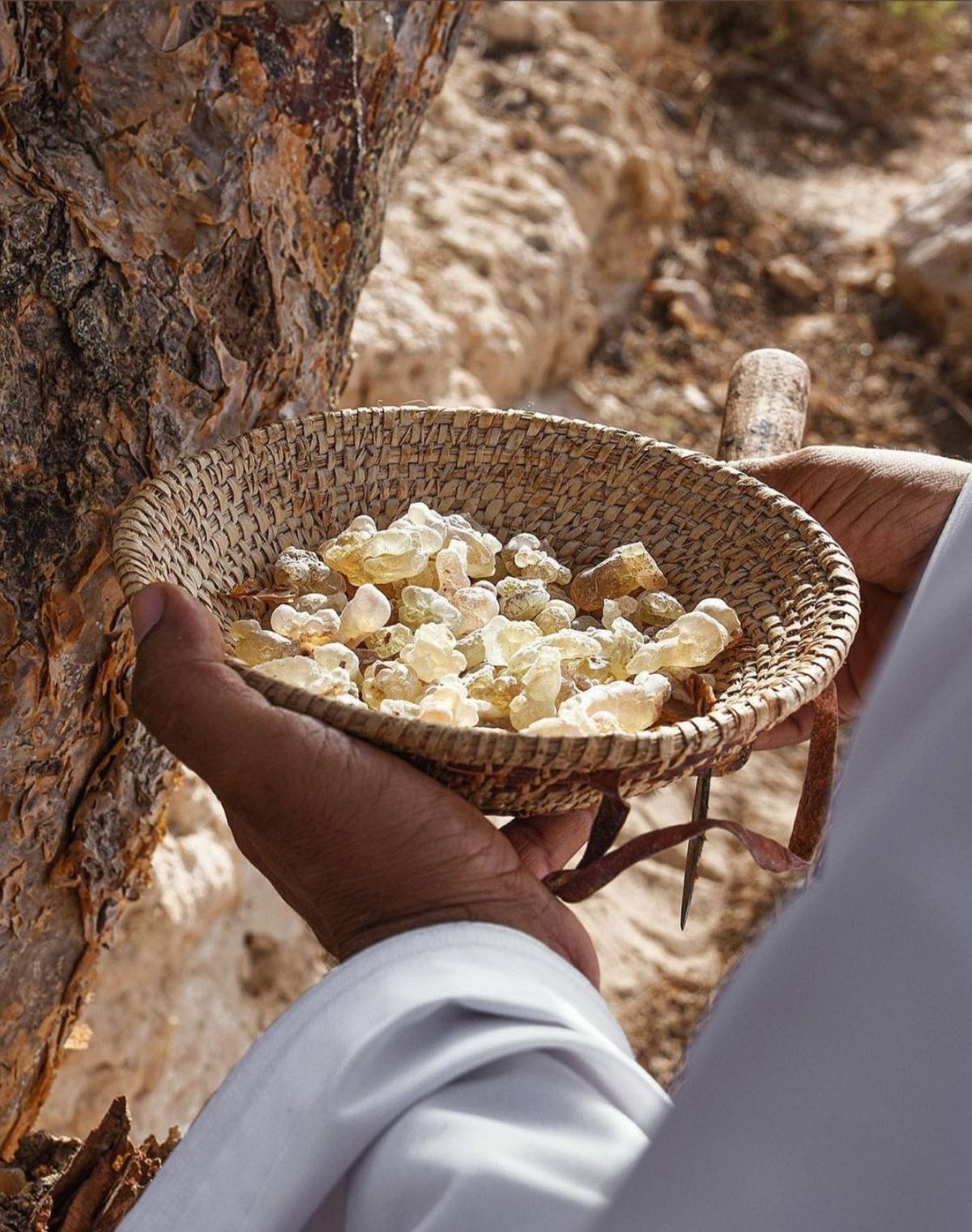 FRANKINCENSE