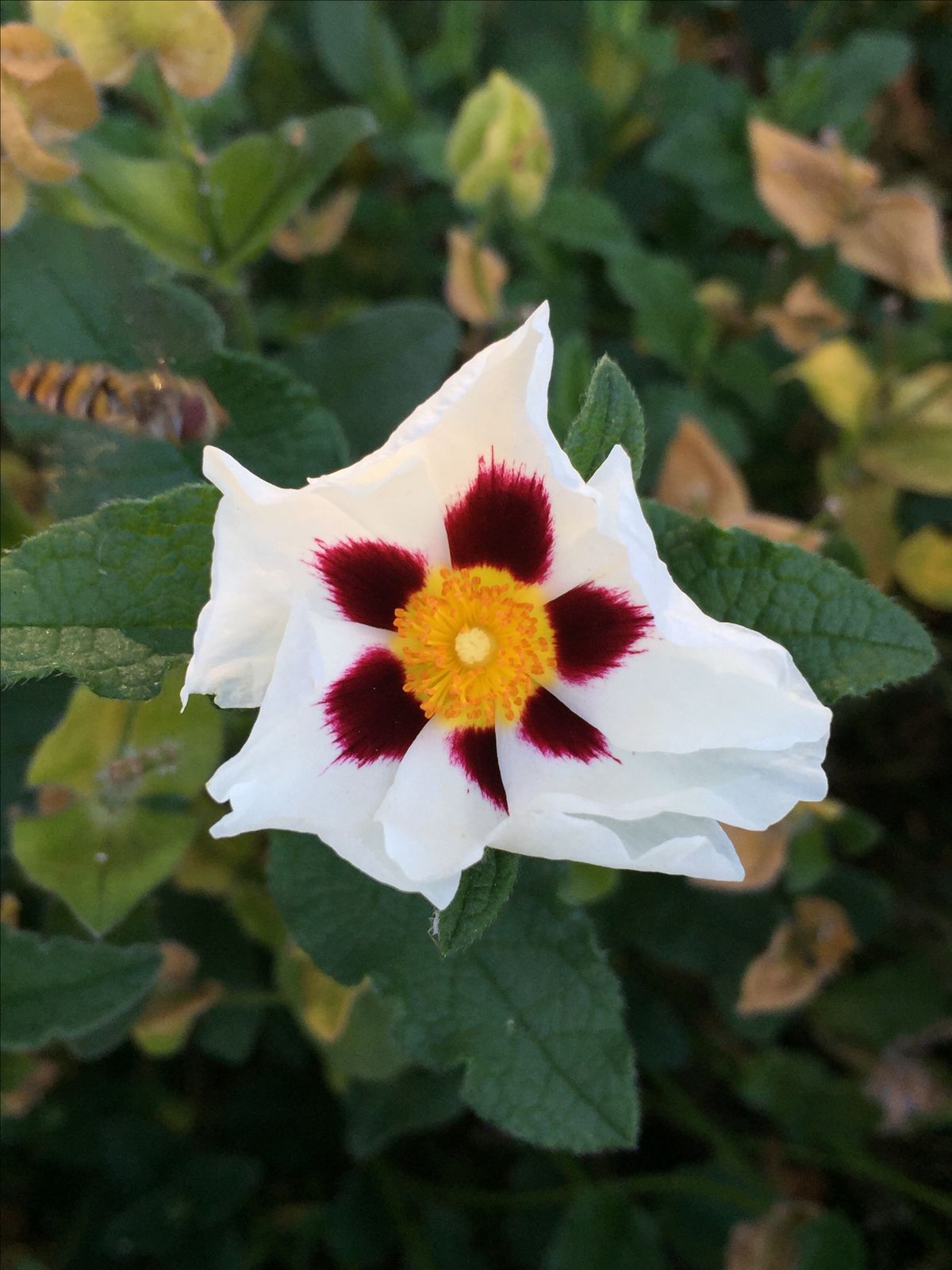 LABDANUM