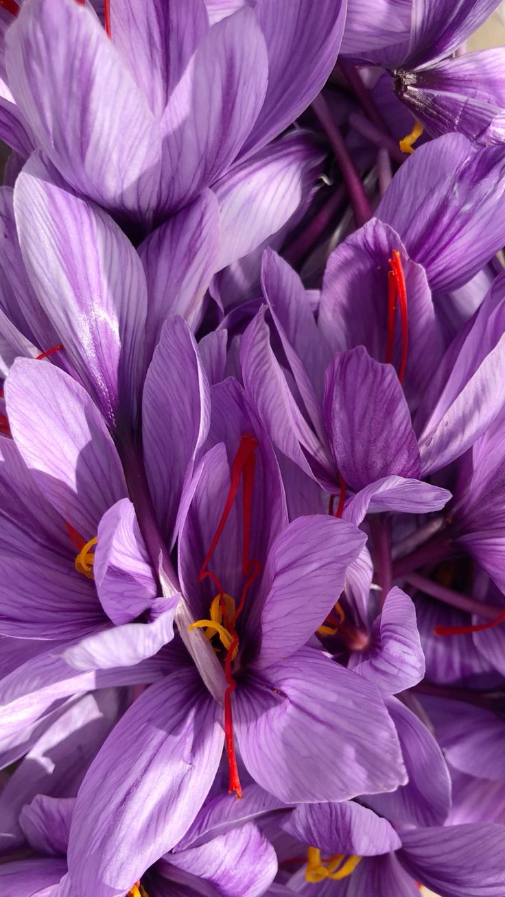 SAFFRON
