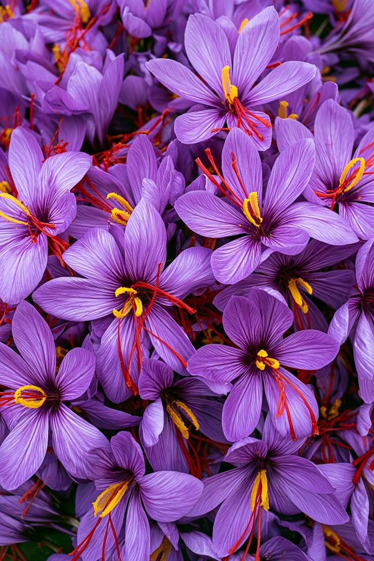 SAFFRON