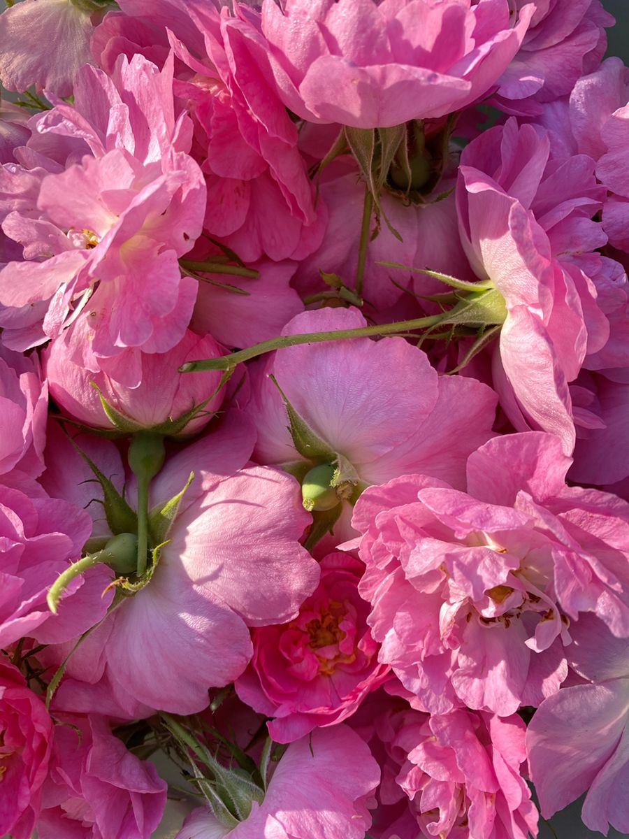 DAMASCUS ROSE